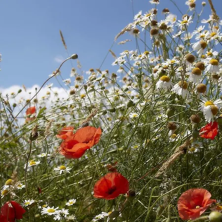 Møllegade 1 House *