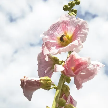 بيت للعطل Mollegade 1 House *