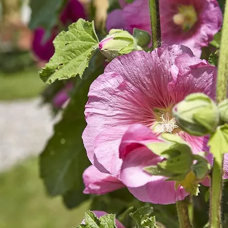 Feriehus Møllegade 1 House *